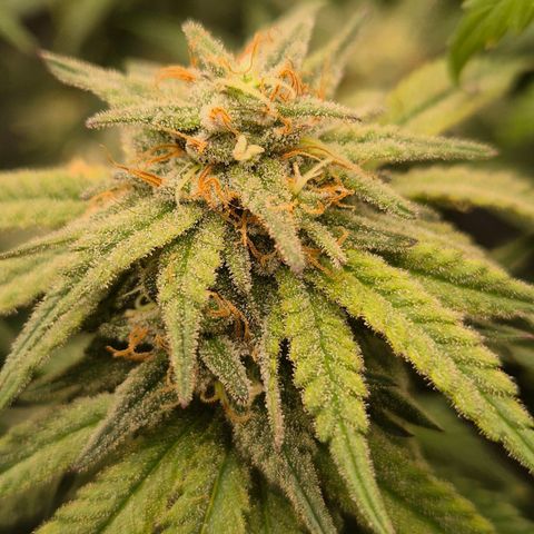 WTF- Königin Mimosa evo 👑👑👑 (65-70bt) growlog timeline photo