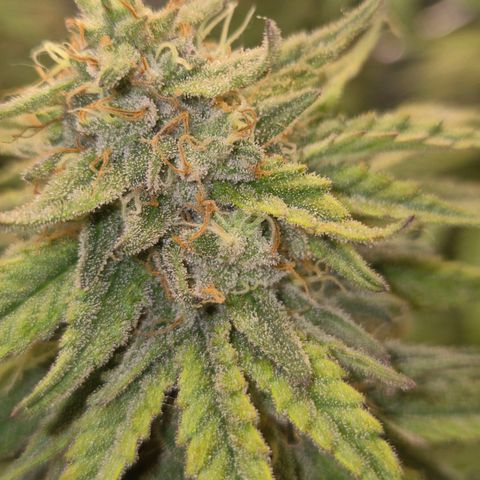 WTF- Königin Mimosa evo 👑👑👑 (65-70bt) growlog timeline photo