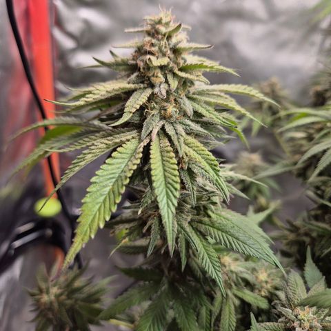 WTF- Königin Mimosa evo 👑👑👑 (65-70bt) growlog timeline photo