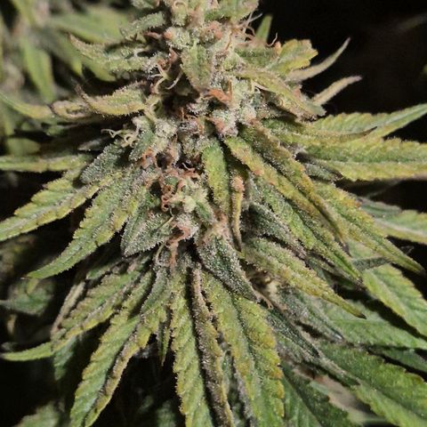 WTF- Königin Mimosa evo 👑👑👑 (65-70bt) growlog timeline photo