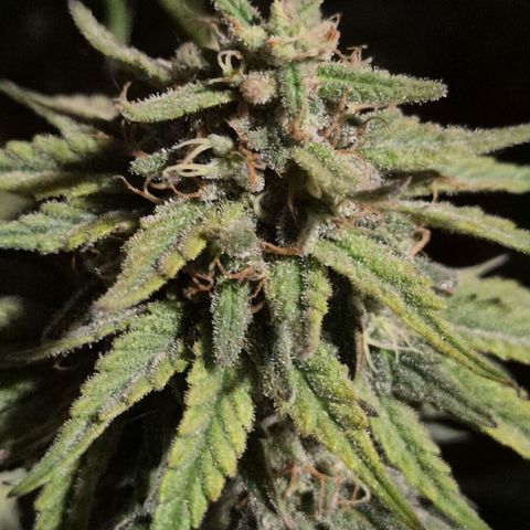 WTF- Königin Mimosa evo 👑👑👑 (65-70bt) growlog timeline photo