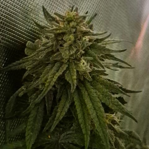 WTF- Königin Mimosa evo 👑👑👑 (65-70bt) growlog timeline photo