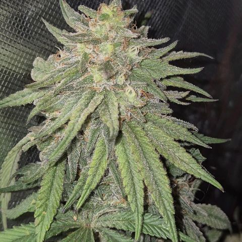 WTF- Königin Mimosa evo 👑👑👑 (65-70bt) growlog timeline photo