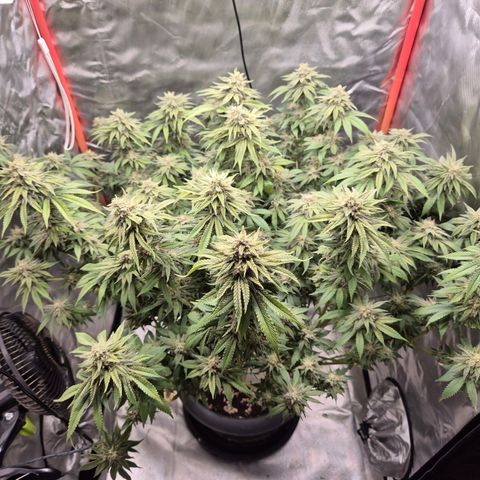 WTF- Königin Mimosa evo 👑👑👑 (65-70bt) growlog timeline photo