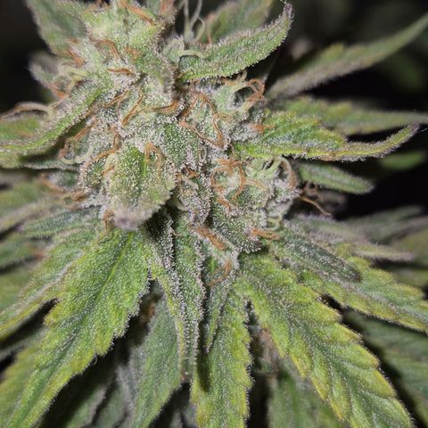 WTF- Königin Mimosa evo 👑👑👑 (65-70bt) growlog timeline photo
