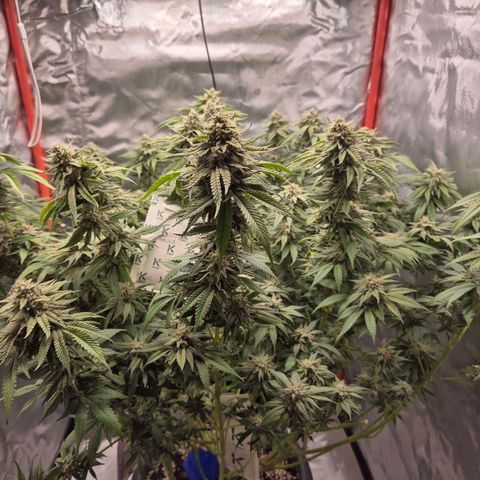 WTF- Königin Mimosa evo 👑👑👑 (65-70bt) growlog timeline photo
