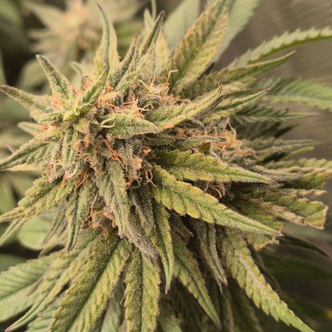 WTF- Königin Mimosa evo 👑👑👑 (65-70bt) growlog timeline photo