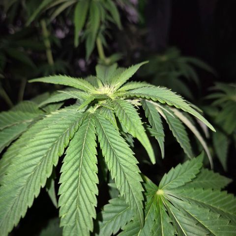 💚Bubba kush 🦝 (56-63 BT) growlog timeline photo