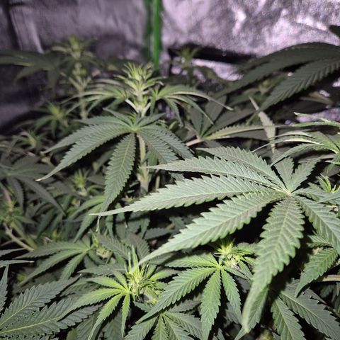 Tangerine dream 🌴 (60-65bt)  growlog timeline photo