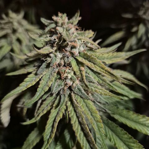 WTF- Königin Mimosa evo 👑👑👑 (65-70bt) growlog timeline photo