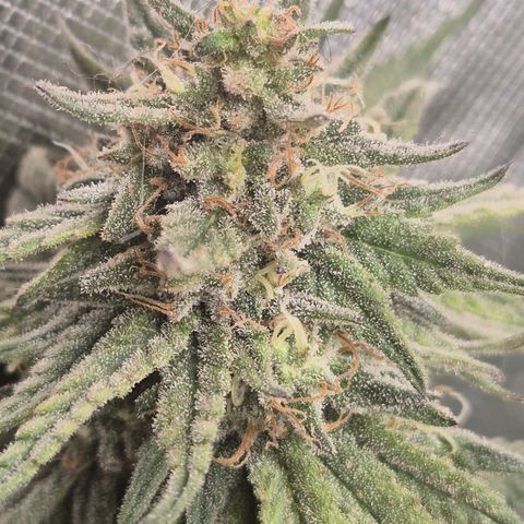 WTF- Königin Mimosa evo 👑👑👑 (65-70bt) growlog timeline photo