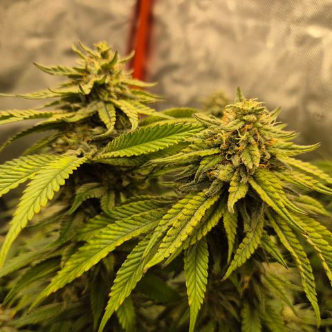 WTF- Königin Mimosa evo 👑👑👑 (65-70bt) growlog timeline photo