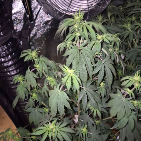 Mimosa evo stecki  🍊🍋🍍 (65-70bt) growlog timeline photo