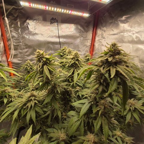 WTF- Königin Mimosa evo 👑👑👑 (65-70bt) growlog timeline photo