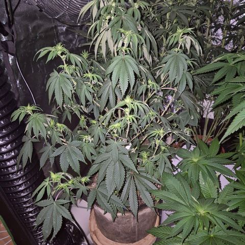 Mimosa evo stecki  🍊🍋🍍 (65-70bt) growlog timeline photo