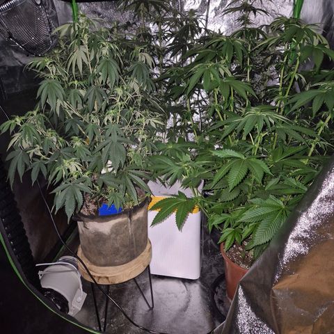 Mimosa evo stecki  🍊🍋🍍 (65-70bt) growlog timeline photo