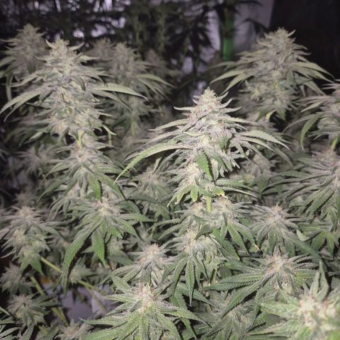 WTF- Königin Mimosa evo 👑👑👑 (65-70bt) growlog timeline photo