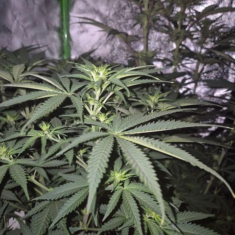 Tangerine dream 🌴 (60-65bt)  growlog timeline photo