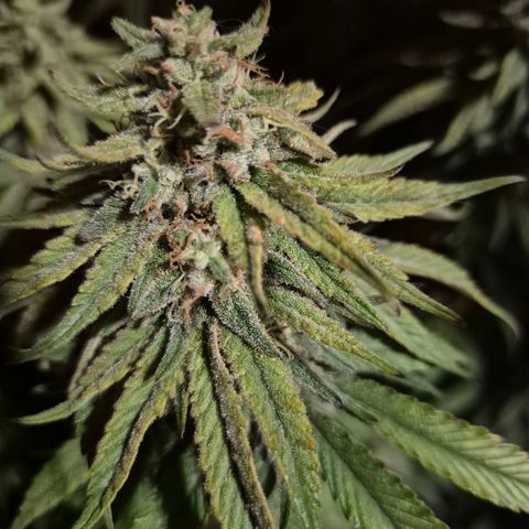 WTF- Königin Mimosa evo 👑👑👑 (65-70bt) growlog timeline photo
