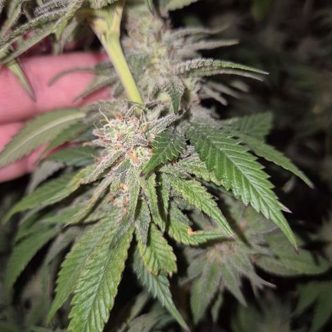 WTF- Königin Mimosa evo 👑👑👑 (65-70bt) growlog timeline photo