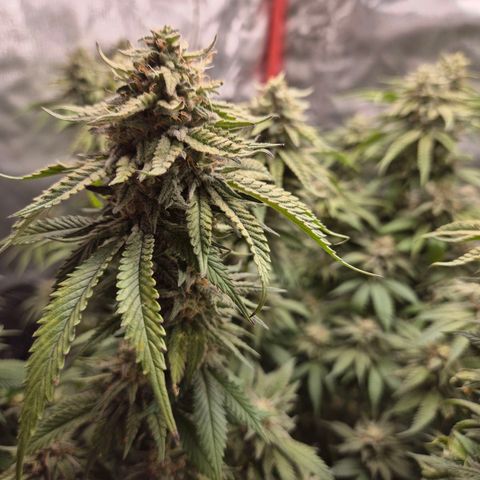 WTF- Königin Mimosa evo 👑👑👑 (65-70bt) growlog timeline photo