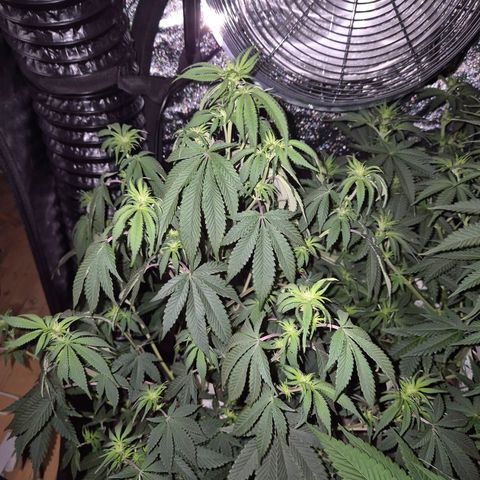 Mimosa evo stecki  🍊🍋🍍 (65-70bt) growlog timeline photo