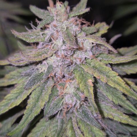 WTF- Königin Mimosa evo 👑👑👑 (65-70bt) growlog timeline photo