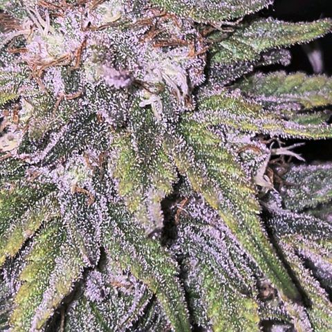 WTF- Königin Mimosa evo 👑👑👑 (65-70bt) growlog timeline photo