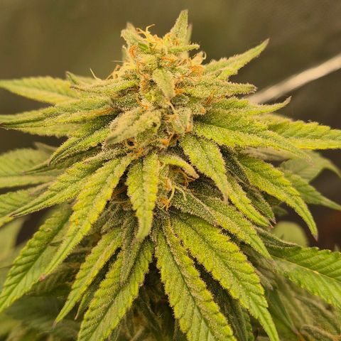 WTF- Königin Mimosa evo 👑👑👑 (65-70bt) growlog timeline photo