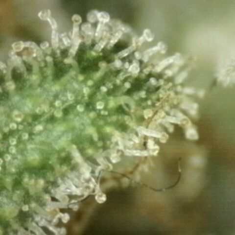 WTF- Königin Mimosa evo 👑👑👑 (65-70bt) growlog timeline photo