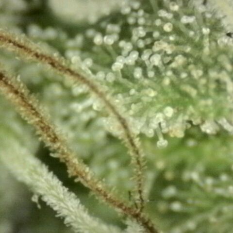 WTF- Königin Mimosa evo 👑👑👑 (65-70bt) growlog timeline photo