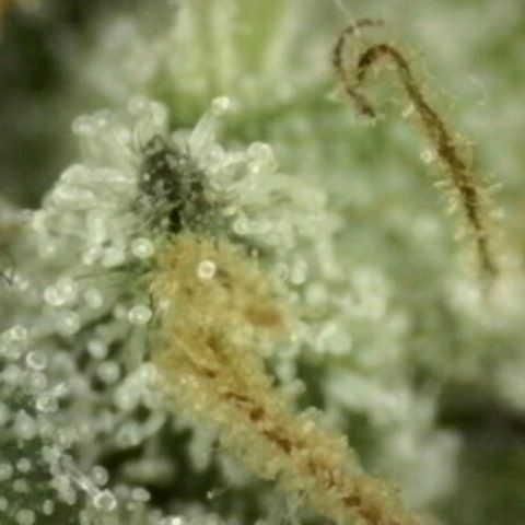 WTF- Königin Mimosa evo 👑👑👑 (65-70bt) growlog timeline photo