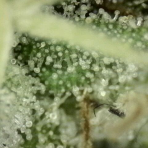 WTF- Königin Mimosa evo 👑👑👑 (65-70bt) growlog timeline photo