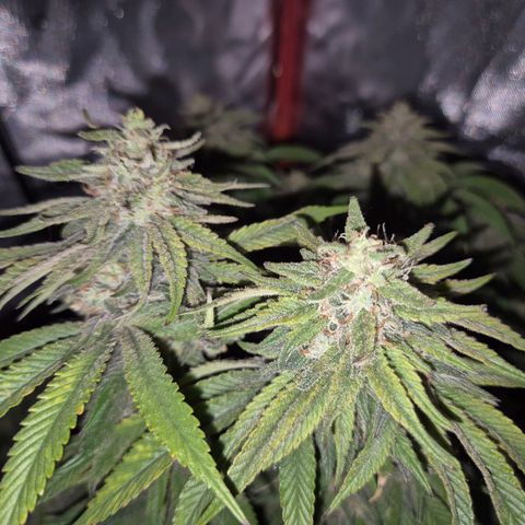 WTF- Königin Mimosa evo 👑👑👑 (65-70bt) growlog timeline photo