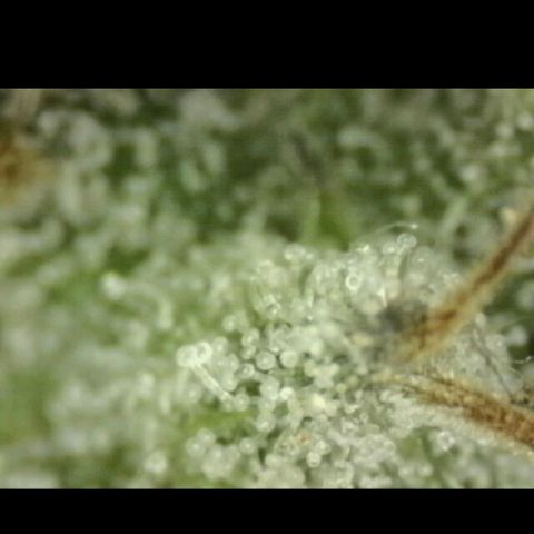 WTF- Königin Mimosa evo 👑👑👑 (65-70bt) growlog timeline photo