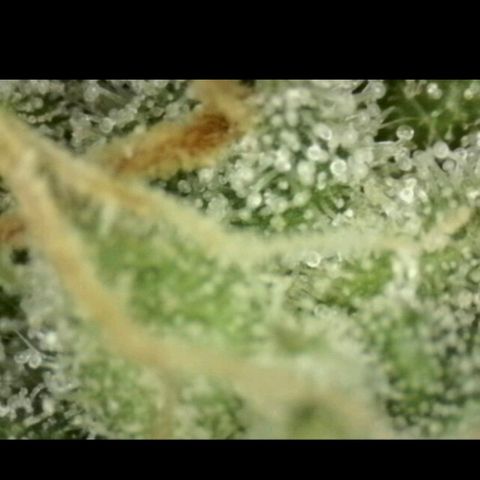 WTF- Königin Mimosa evo 👑👑👑 (65-70bt) growlog timeline photo