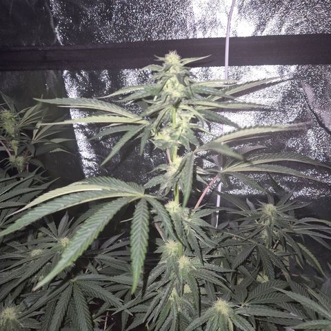 Ice cream cake 🍰 & permanent marker🖊(65-73bt) growlog timeline photo