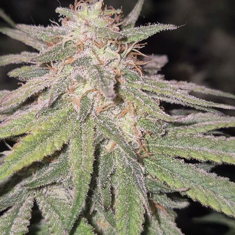 WTF- Königin Mimosa evo 👑👑👑 (65-70bt) growlog timeline photo