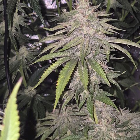WTF- Königin Mimosa evo 👑👑👑 (65-70bt) growlog timeline photo