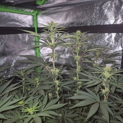 ICE 💚🧊 (63-70bt) growlog timeline photo