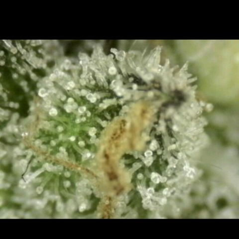 WTF- Königin Mimosa evo 👑👑👑 (65-70bt) growlog timeline photo