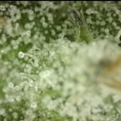 WTF- Königin Mimosa evo 👑👑👑 (65-70bt) growlog timeline photo