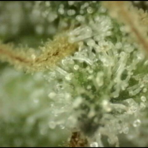 WTF- Königin Mimosa evo 👑👑👑 (65-70bt) growlog timeline photo