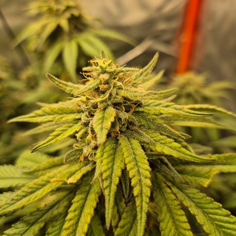 WTF- Königin Mimosa evo 👑👑👑 (65-70bt) growlog timeline photo