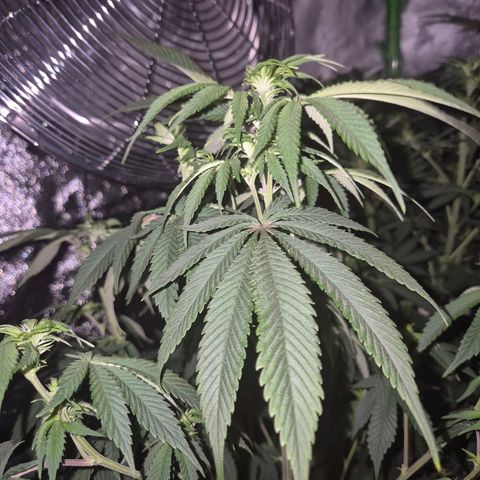 Mimosa evo stecki  🍊🍋🍍 (65-70bt) growlog timeline photo