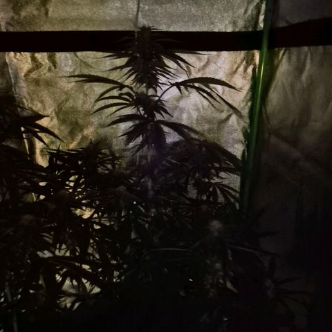 Ice cream cake 🍰 & permanent marker🖊(65-73bt) growlog timeline photo