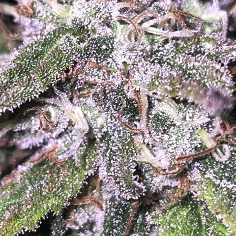 WTF- Königin Mimosa evo 👑👑👑 (65-70bt) growlog timeline photo