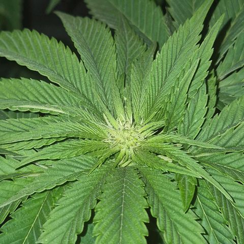 💚Bubba kush 🦝 (56-63 BT) growlog timeline photo