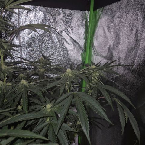Ice cream cake 🍰 & permanent marker🖊(65-73bt) growlog timeline photo
