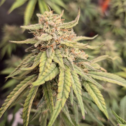 WTF- Königin Mimosa evo 👑👑👑 (65-70bt) growlog timeline photo